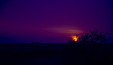 Purple Sky On Sunset With An Orange Sun Shining Through A Tree