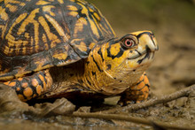 An Eastern Box Turtle, A Vulnerable Species, Makes His Way Through The Mud At Barfield Crescent Park In Murfreesboro, Tennessee.