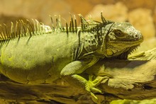 Closeup Of A Big Green Iguana Lying On A Piece Of Wood