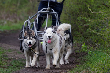  Chien de traîneau en course