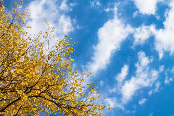 blue sky with white clouds and a tree with yellow leaves. autumn background. background with blank s