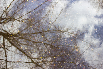 Spring background. Reflection of trees without leaves in a puddle.