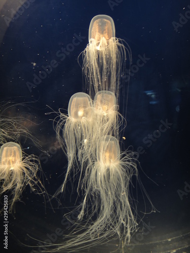 687 Tobacco Woman Abstract Wall Murals Canvas Prints Stickers Wallsheaven