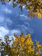 Autumn Leaves On Blue Sky