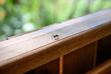 one black ant walk on the wood balcony