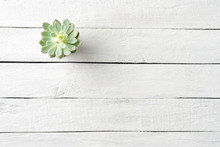 Small Green Succulent On White Wooden Background With Copyspace. Top View
