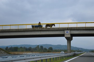 Wall Mural - horse pulling wagons on the bridge