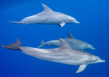 Three Dolphins So Close
