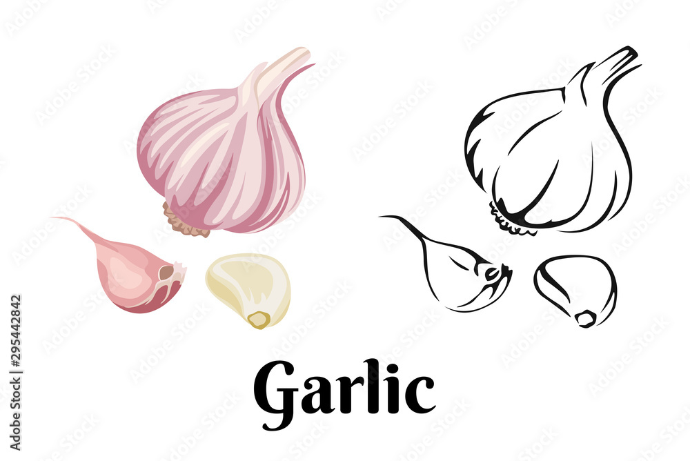 Garlic isolated on white background. Vector color illustration of sliced garlic, garlic clove, garlic bulb in cartoon flat style and black and white outline. Vegetable Icon. - obrazy, fototapety, plakaty 