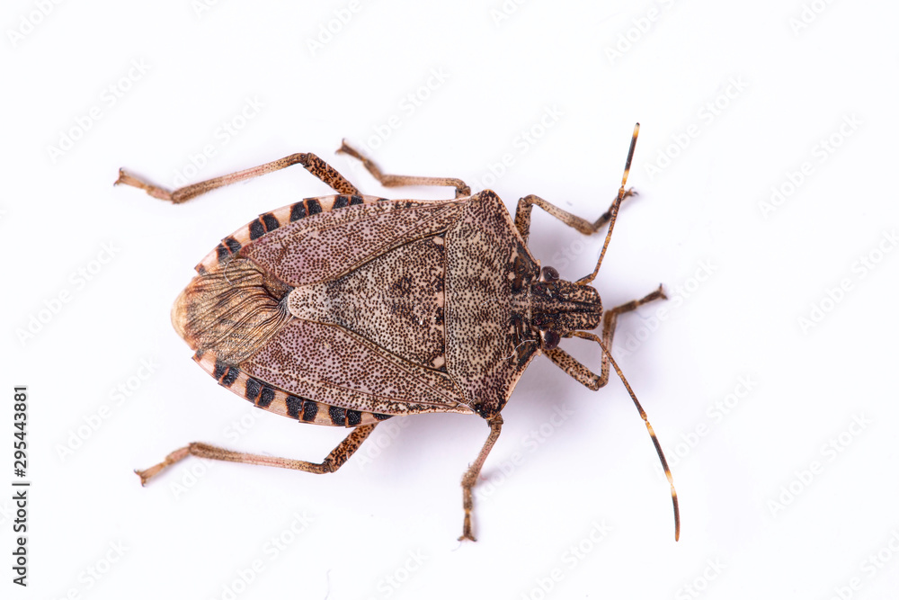 Brown marmorated stink bug close up dorsal view - obrazy, fototapety, plakaty 