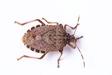 Brown Marmorated Stink Bug Close Up Dorsal View