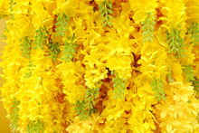 Hanging Artificial Yellow Flowers Background.
