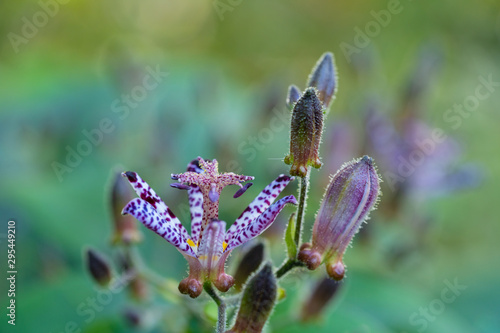 赤紫の台湾杜鵑草 Buy This Stock Photo And Explore Similar Images At Adobe Stock Adobe Stock