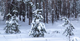 Fototapeta Na ścianę - Pine trees in the forest covered with snow