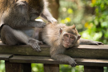 Young Macaque Longtailed Monkey (macaca Fascicularis) Beeing Groomed By Adult In Ubud Monkey Forest, Bali