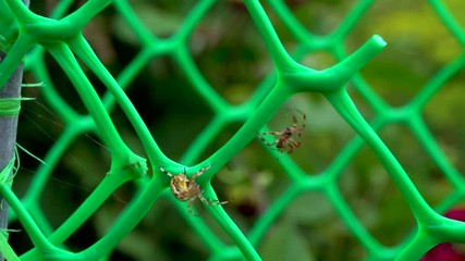 A spider drives away another spider. Spider Big and small.
