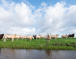 © ahavelaar - flock of sheep in green grassy meadow behind canal with reflections of sky in holland