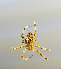 Wall Mural - Araneus diadematus European garden spider, diadem spider, orangie, cross spider