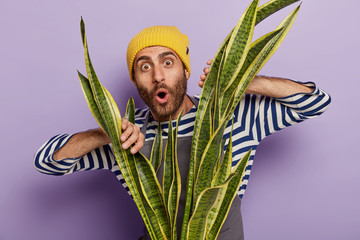 Wall Mural - Photo of impressed unshaven man keeps hands on green sansevieria plant, has astonished look, wears striped jumper and yellow hat, isolated over purpe background. Potted flowering. Gardening at home