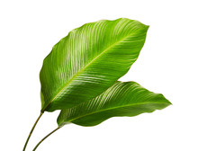 Calathea Foliage, Exotic Tropical Leaf, Large Green Leaf, Isolated On White Background With Clipping Path