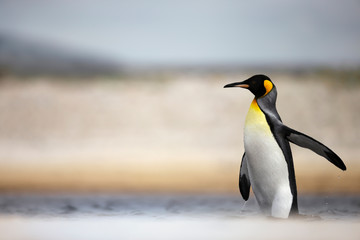 Wall Mural - close up of a king penguin in water