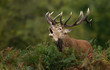 © giedriius - Red deer stag calling during rutting season in autumn