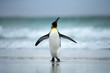 King penguin standing on the coasts of Atlantic ocean