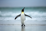 King penguin standing on the coasts of Atlantic ocean