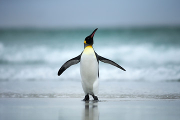 Wall Mural - king penguin standing on the coasts of atlantic ocean