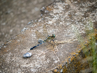 Poster - Orthetrum albistylum skimmer dragonfly on concrete divider 4