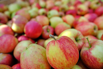 Large group of ripe red apples background