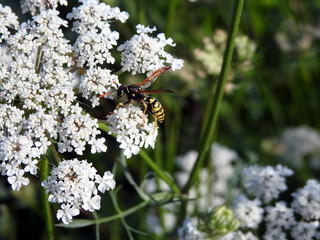 Primer plano de avispa (Vespula vulgaris) alimentándose de néctar