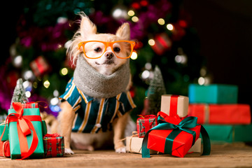 cute chihuahua dog with stylish fasioned glasses smile and joyful with christmas tree decorating and colorful present gift box festive concept