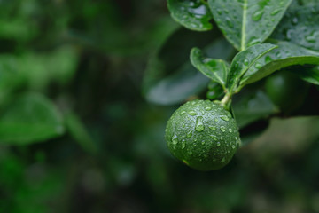 Fresh Green Lemon in Organic Farm. Native to Southeast Asia. Shot on Rainy Day or after Watering.