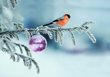 Beautiful Postcard With A Red Bullfinch Bird Sitting On A Spruce Branch Covered With Frost And Decorated With Glass Festive Balloons In The Winter Christmas Park