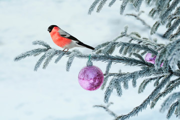 Wall Mural - beautiful postcard with a red bullfinch bird sitting on a spruce branch covered with frost and decorated with glass festive balloons in the winter Christmas Park