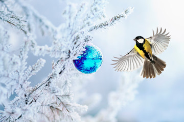 Wall Mural - new year holiday card with bird tit fly spreading feathers and wings at the glass blue ball on the branch of a fir tree in the winter snow Park