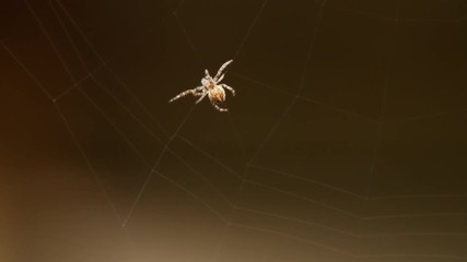 Spider weaves a web