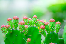 Close Up Of  Cactus Flower Buds