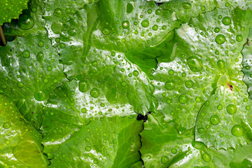 green lotus leaf with drops of water