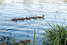 Wild Ducks In A Natural Habitat. Wild Duck With Ducklings. Water Surface Of A Forest Lake. River.