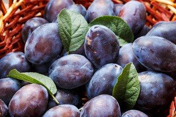 Canvas Print - ripe plums close-up