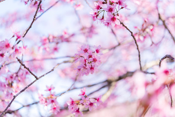 The wild himalayan cherry blossom in Thailand