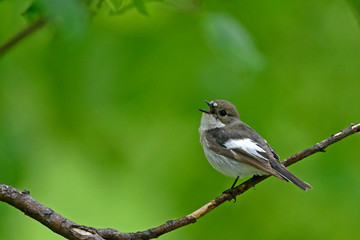 Wall Mural - Trauerschnäpper (Ficedula hypoleuca) - European pied flycatcher