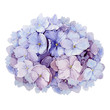 Tender hydrangea flower watercolor illustration. Light blue with pink full blooming elegant garden bush.  Romantic natural beautifull blossoms isolated on white background.