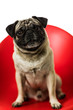 Pug sentado