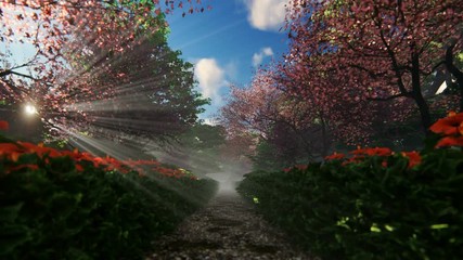 Wall Mural - Beautiful garden alley with sun shinning through blossom cherry trees, hd