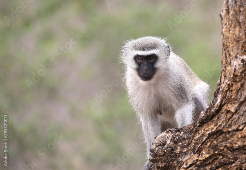 wild velvet monkey in Kruger National Park, South Africa. Canvas Print