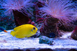 The lemonpeel angelfish sea marine aquarium fish in salt water tank with anemones nature ocean life