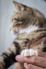 Closeup of man hands holding cat’s paw, very sharp claws.